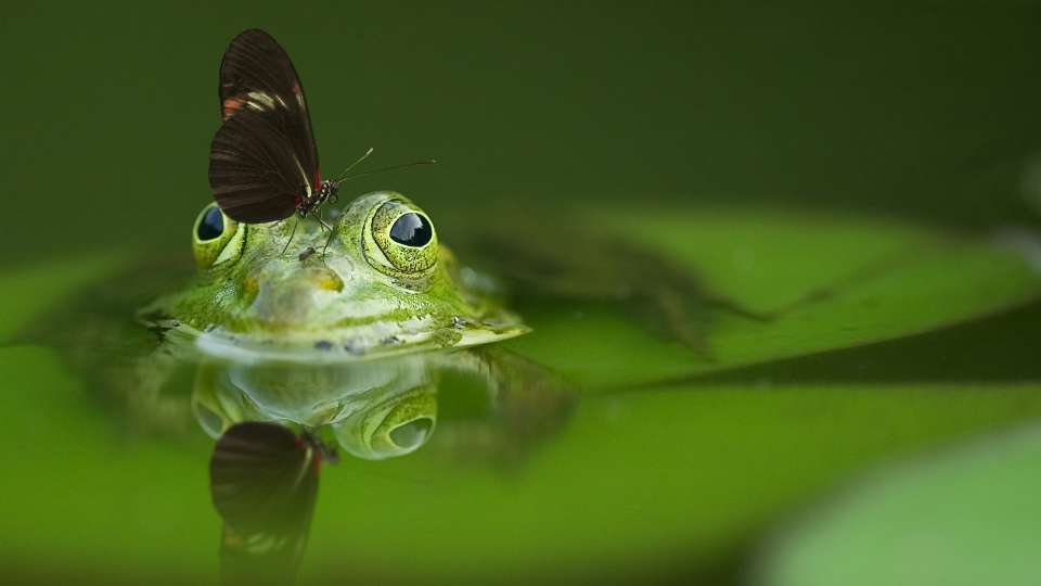 A frog with a butterfly sitting on its head